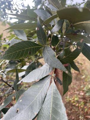 column LEAF