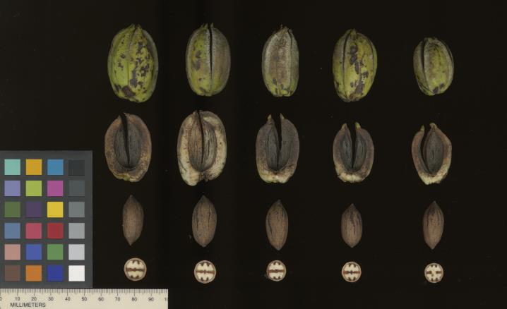 column SEED
