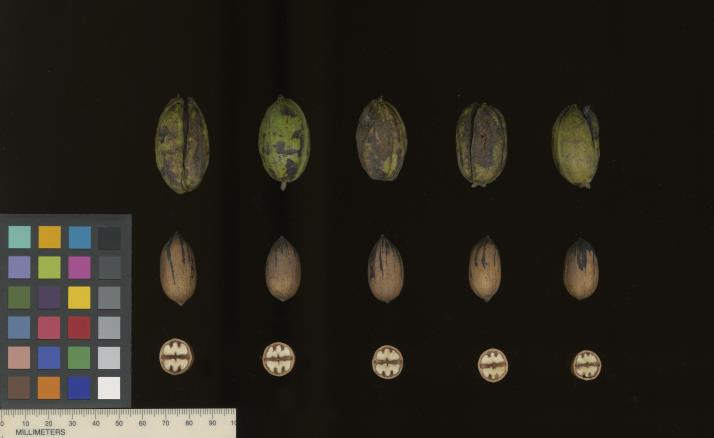 column SEED