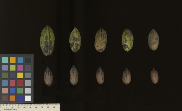 column SEED
