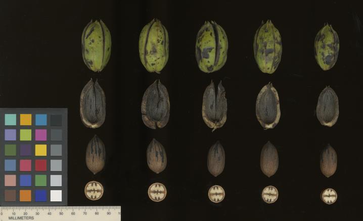 column SEED