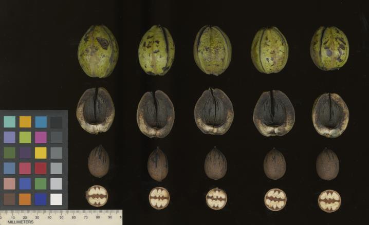 column SEED