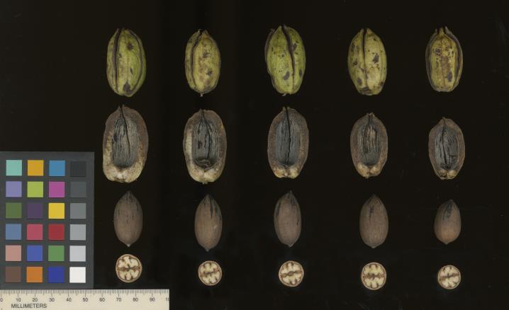 column SEED