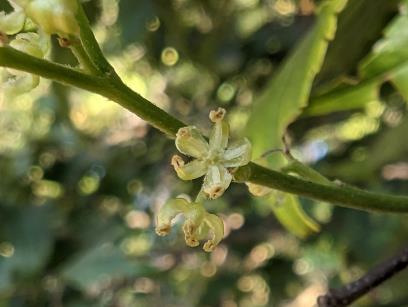 FLOWER