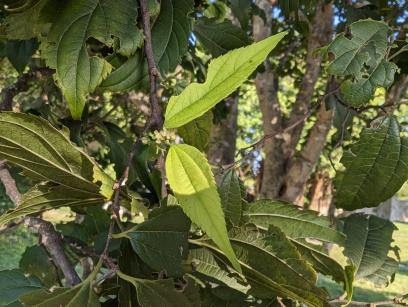 column LEAF