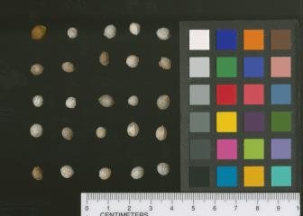 SEED