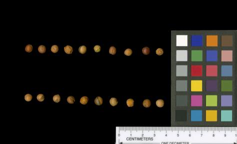 column FRUIT