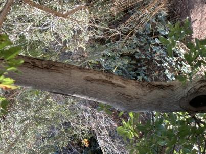 column BARK