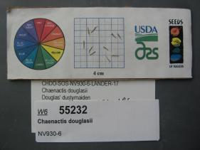 Click for 1 image(s) for this accession. SEED