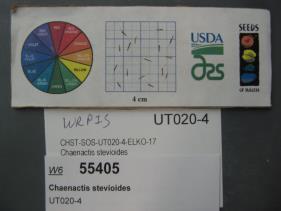 Click for 1 image(s) for this accession. SEED