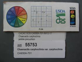 Click for 1 image(s) for this accession. SEED