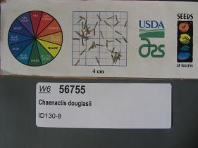 Click for 1 image(s) for this accession. SEED