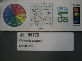 Click for 1 image(s) for this accession. SEED