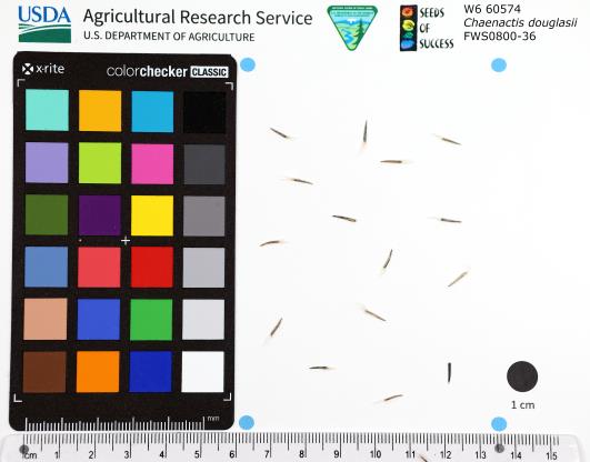Click for 1 image(s) for this accession. SEED