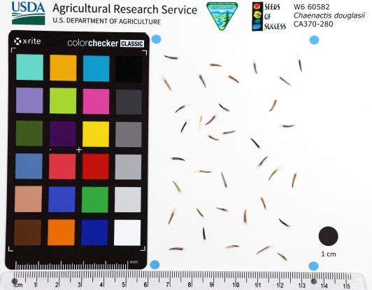 Click for 1 image(s) for this accession. SEED