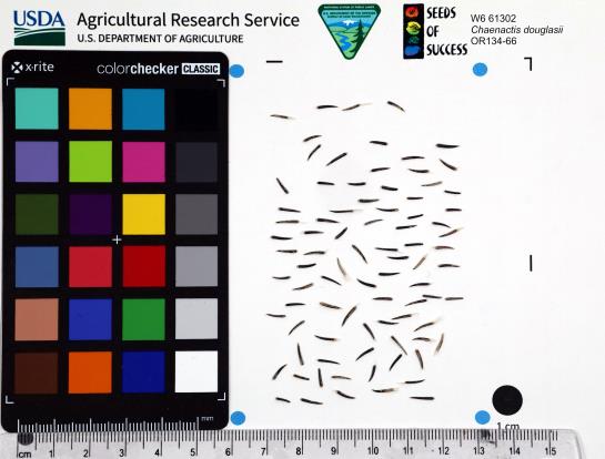 Click for 1 image(s) for this accession. SEED