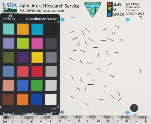 Click for 1 image(s) for this accession. SEED