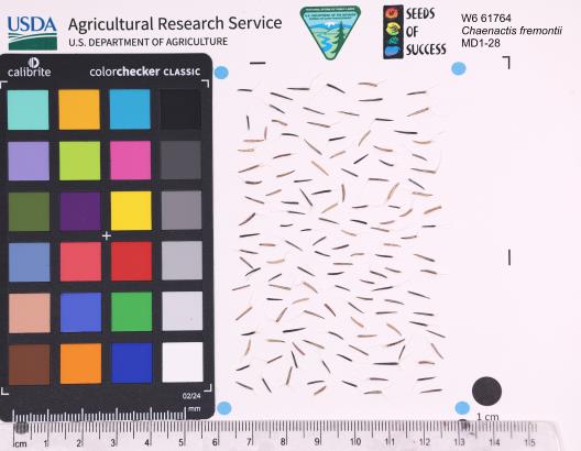 Click for 1 image(s) for this accession. SEED