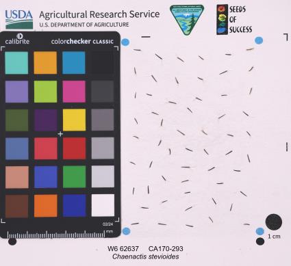 Click for 1 image(s) for this accession. SEED