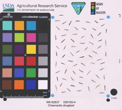 Click for 1 image(s) for this accession. SEED