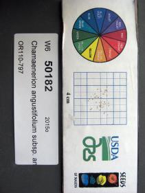 Click for 1 image(s) for this accession. SEED