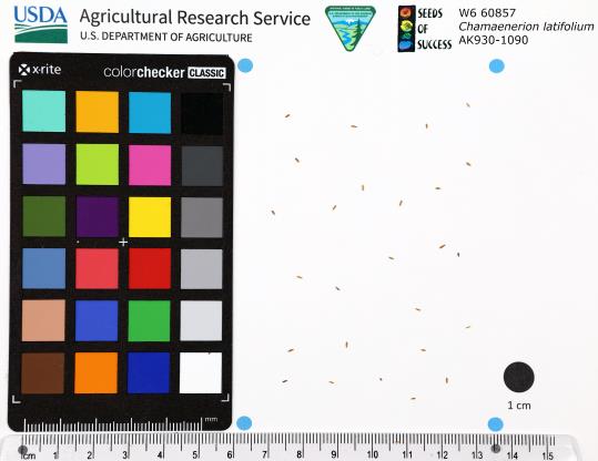 Click for 1 image(s) for this accession. SEED