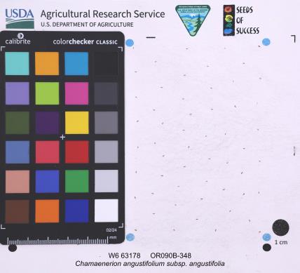 Click for 1 image(s) for this accession. SEED