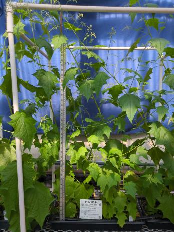 column GREENHOUSE