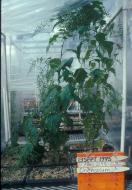 GREENHOUSE