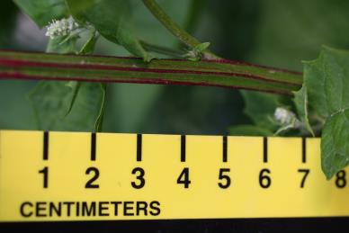 column STEM