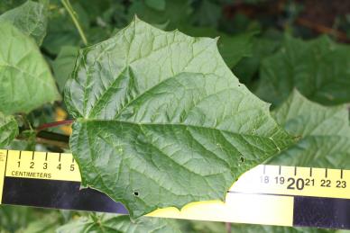 column LEAF