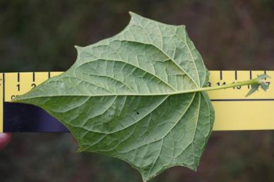 column LEAF
