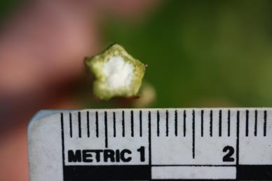 column STEM