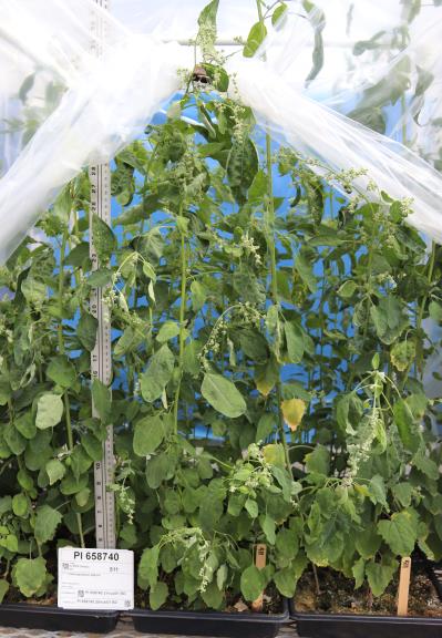 column Greenhouse