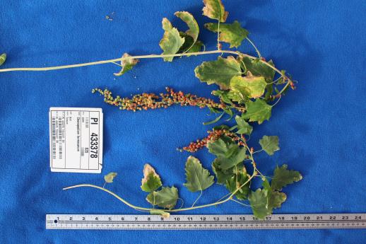 column FRUIT