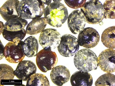 column SEED