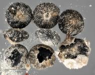 column SEED