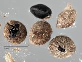 column SEED