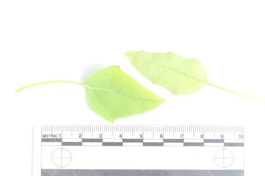 column LEAF
