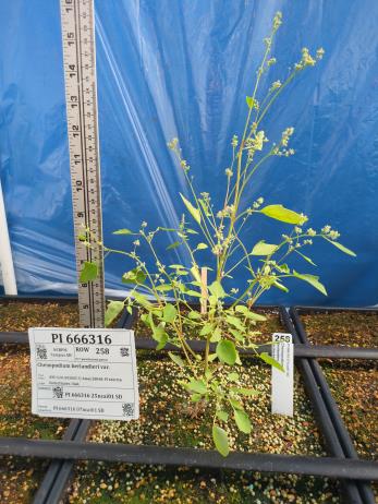 column GREENHOUSE