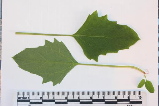 LEAF