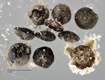 column SEED
