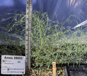 column GREENHOUSE