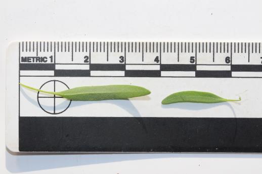 LEAF