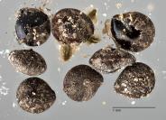 column SEED