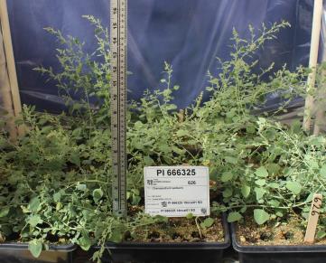 column GREENHOUSE