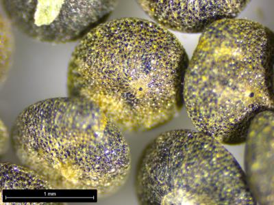 column SEED