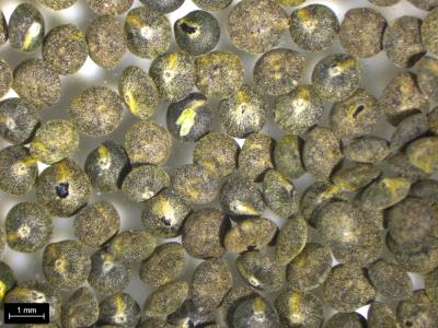 column SEED