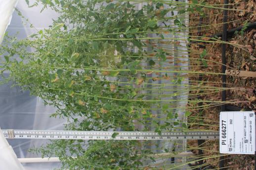 column GREENHOUSE