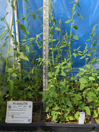 column GREENHOUSE